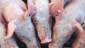NEULAND-Betriebsanpassung Schweinehaltung