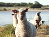 Garantierte Abnahmemengen Schafe