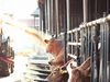 Fütterung der Rinder im Stall